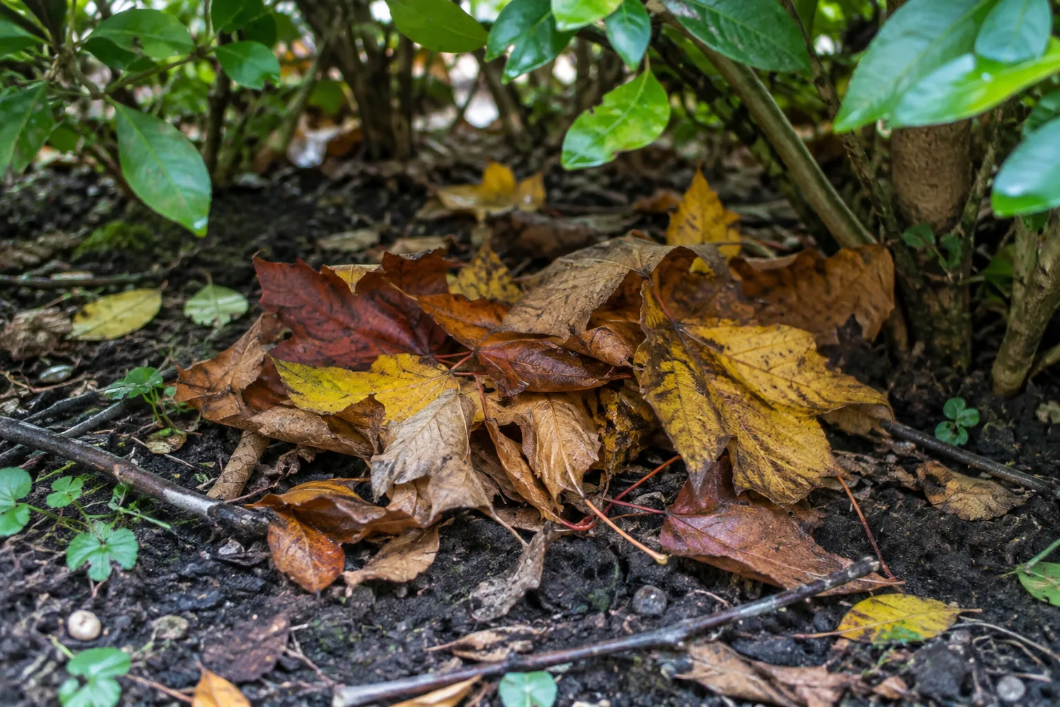 Petite accumulation de feuilles mortes au pied d’une haie.