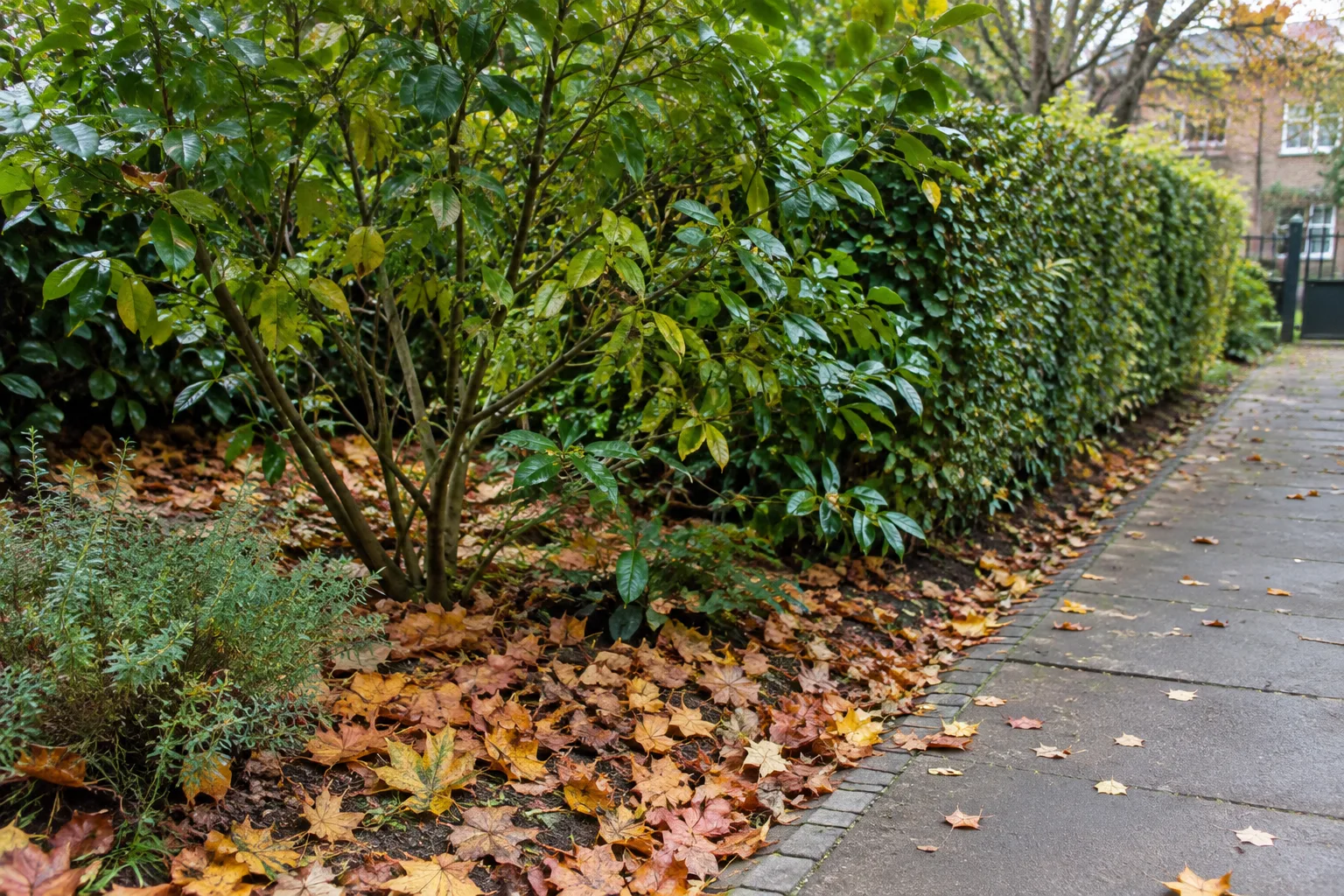 Feuilles d’automne conservées au pied d’un arbuste dans un jardin.