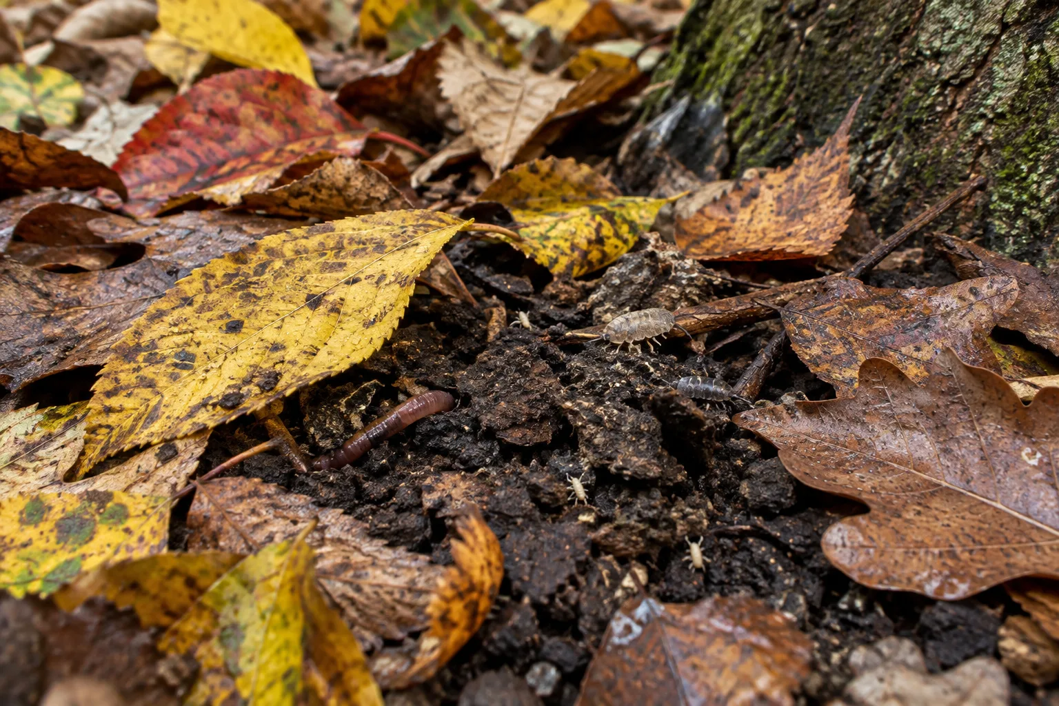 Couche de feuilles mortes sur le sol sous un arbre, avec de la terre visible entre les feuilles.