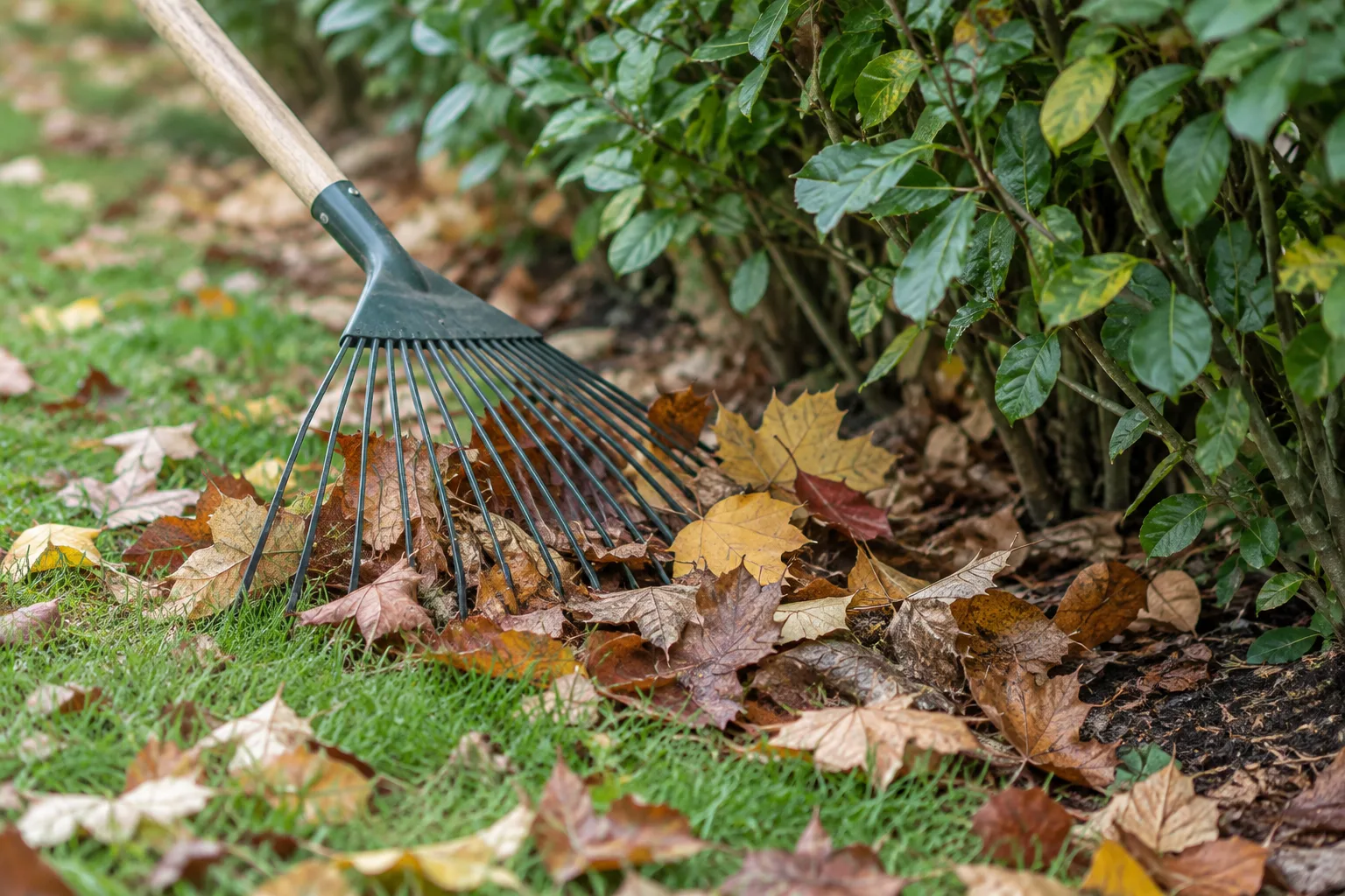 Des feuilles mortes sont réparties sans être tassées sous une haie.