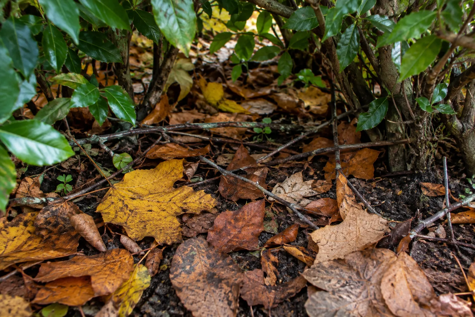 Feuilles et brindilles sous une haie, formant une couche légère sur le sol.