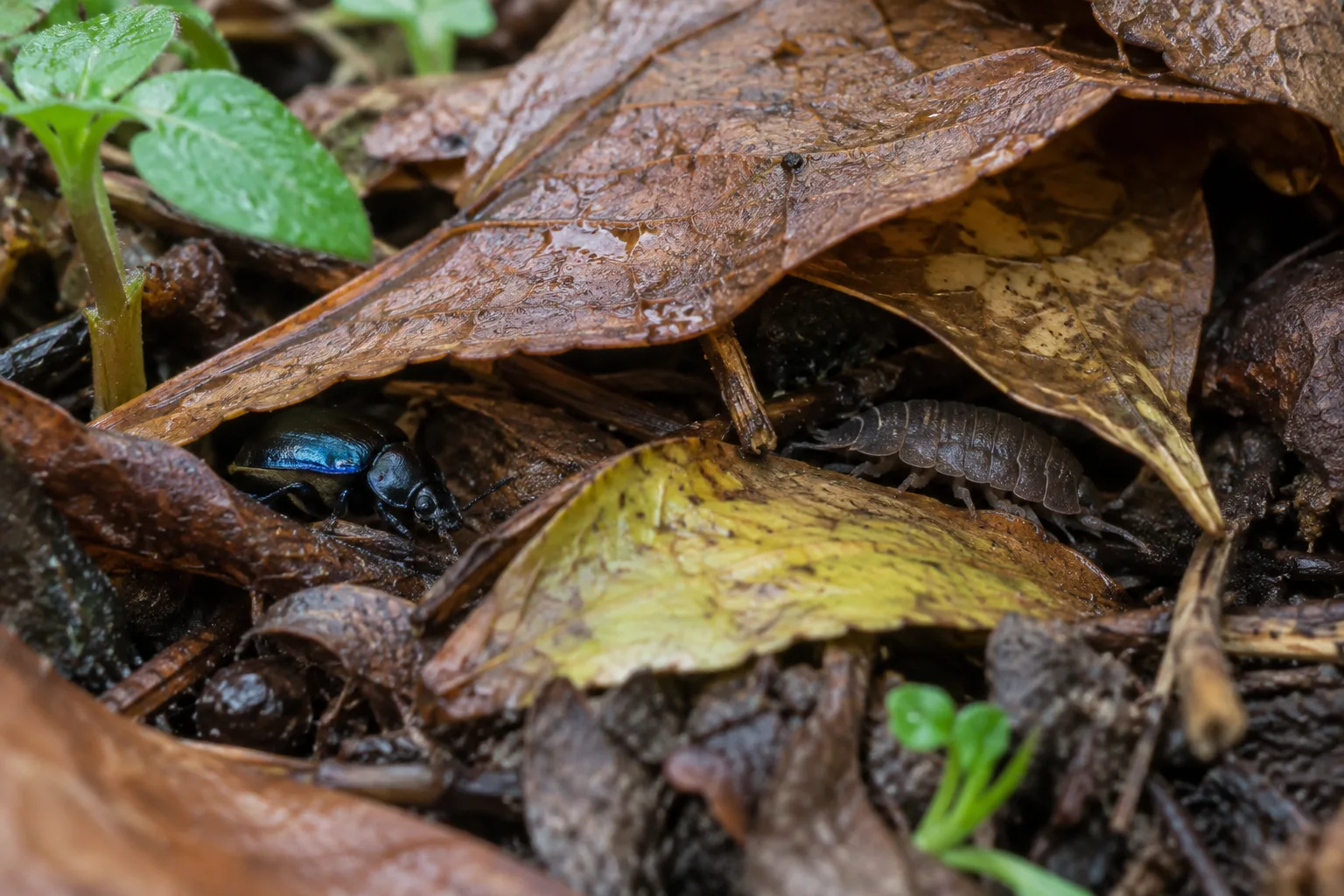 Un petit coléoptère et un cloporte se cachent parmi des feuilles mortes.