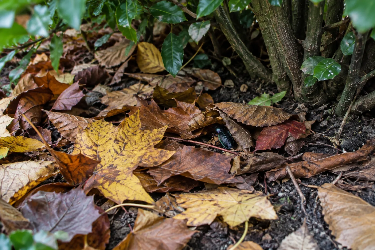 Un petit coléoptère se cache parmi les feuilles mortes sous une haie.