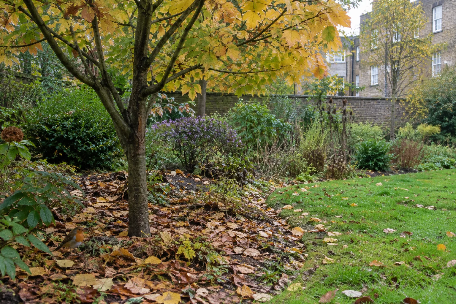 Feuilles mortes au pied d’un arbre, dans un jardin où une partie de la pelouse reste dégagée.