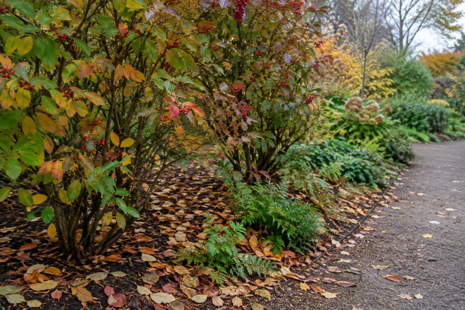 Feuilles mortes conservées sous une haie dans un jardin, près d’un chemin dégagé.