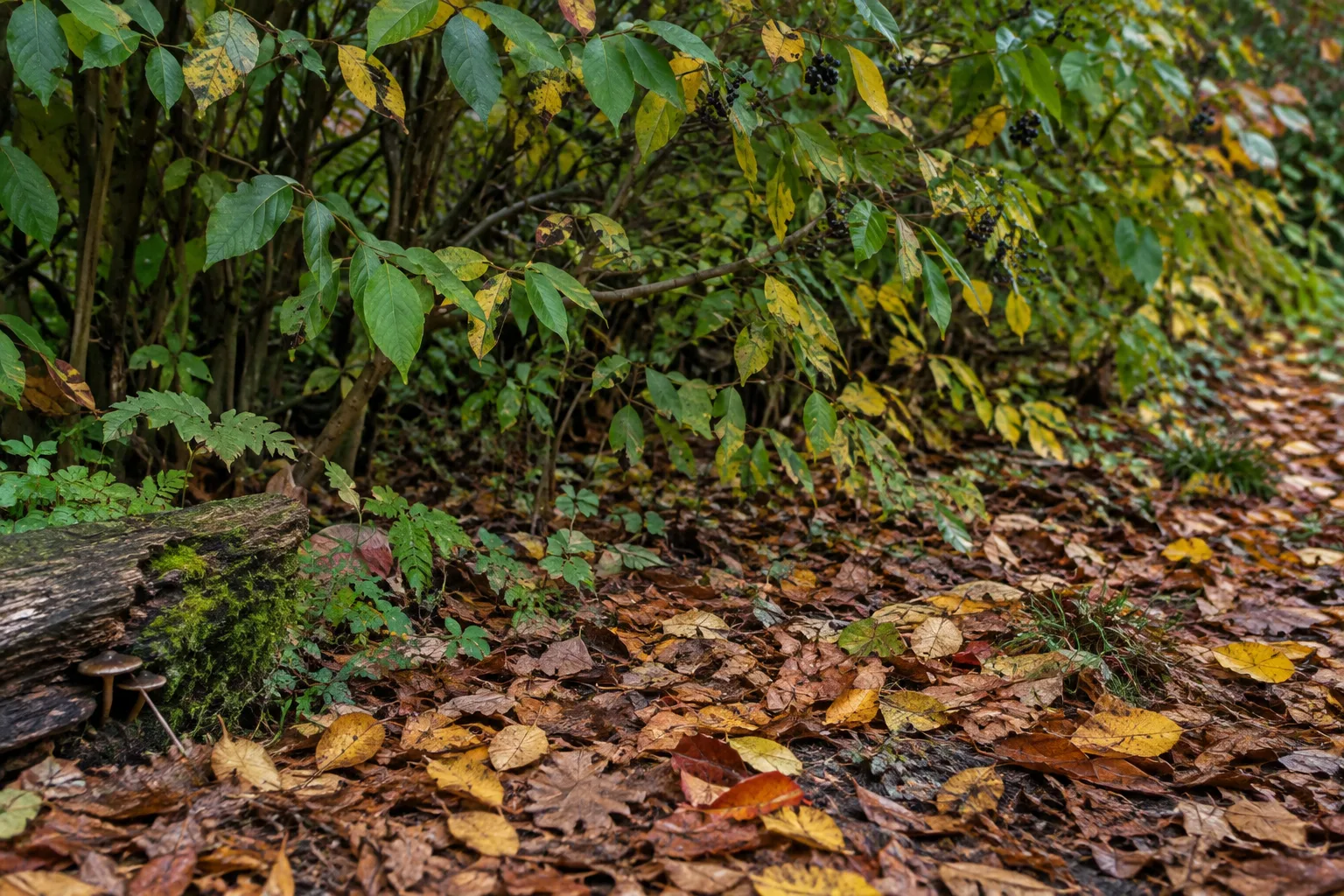 Feuilles mortes déposées au pied d’une haie dans un jardin.