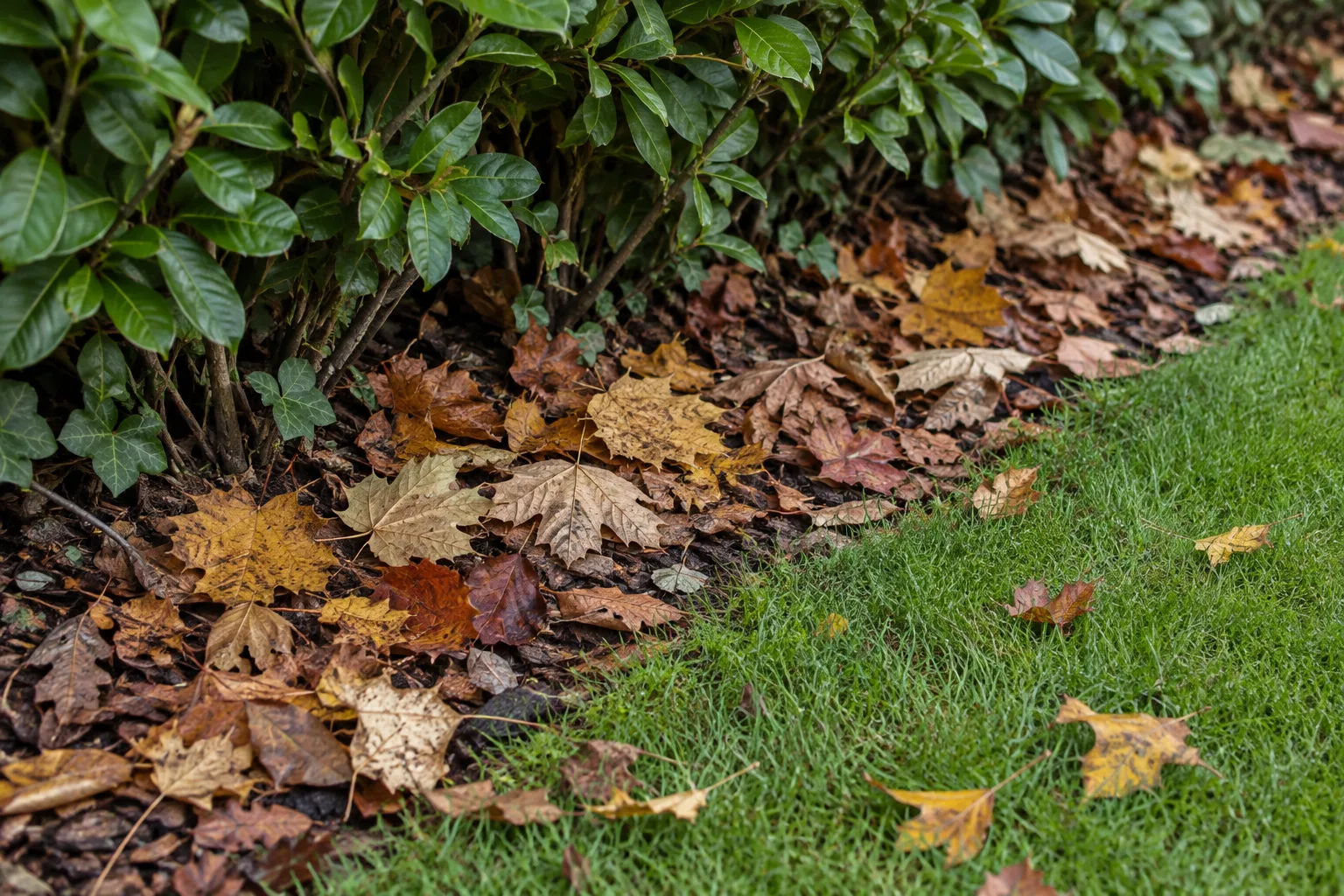 Couche légère de feuilles mortes au pied d’une haie, en bordure de pelouse.