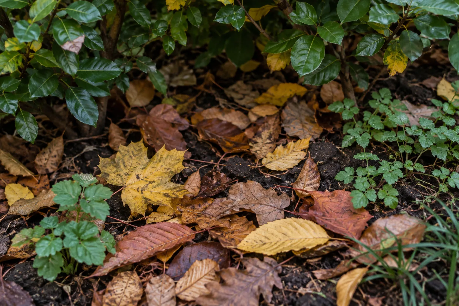 Couche de feuilles mortes et jeunes plantes au pied d’une haie.