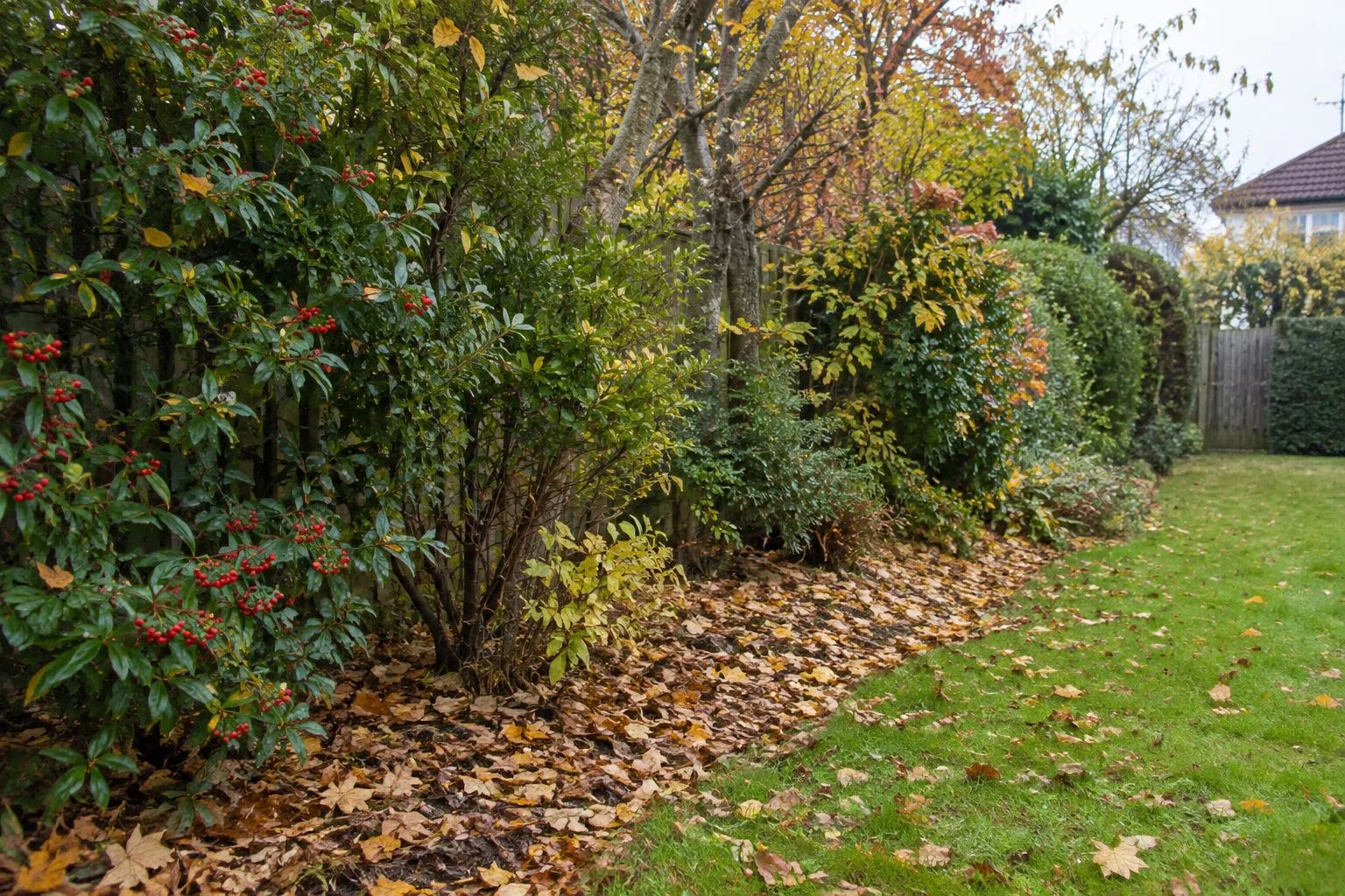 Feuilles mortes étalées sous une haie, au bord d’une pelouse de jardin.