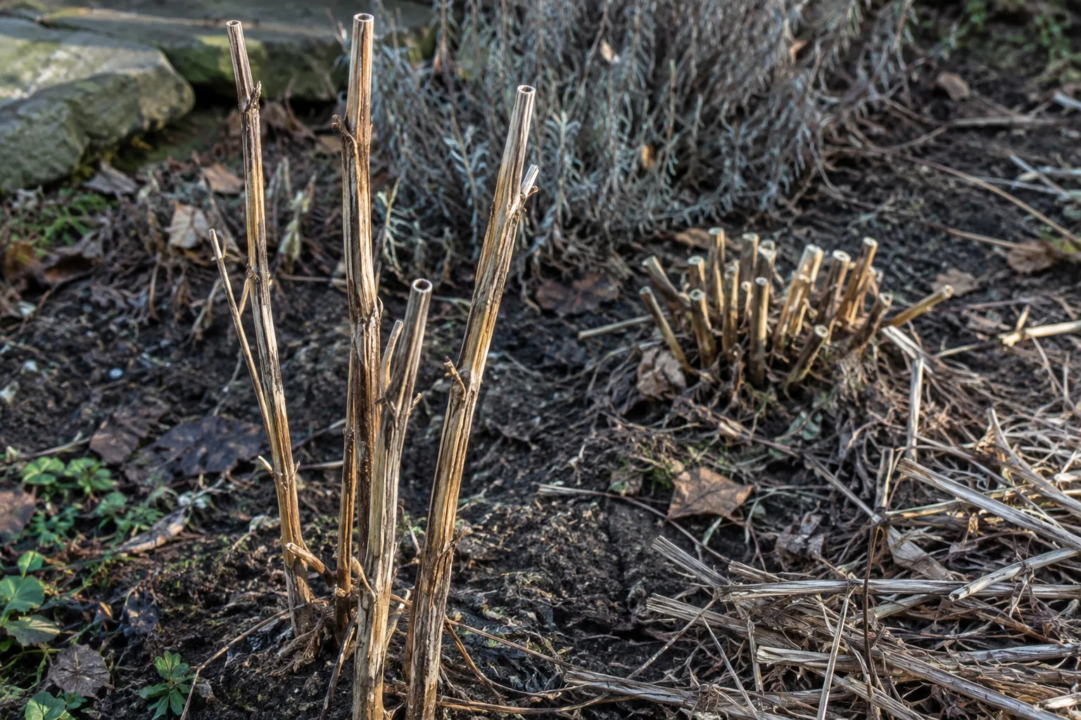 Quelques tiges creuses restent debout parmi des plantes taillées dans un petit jardin.