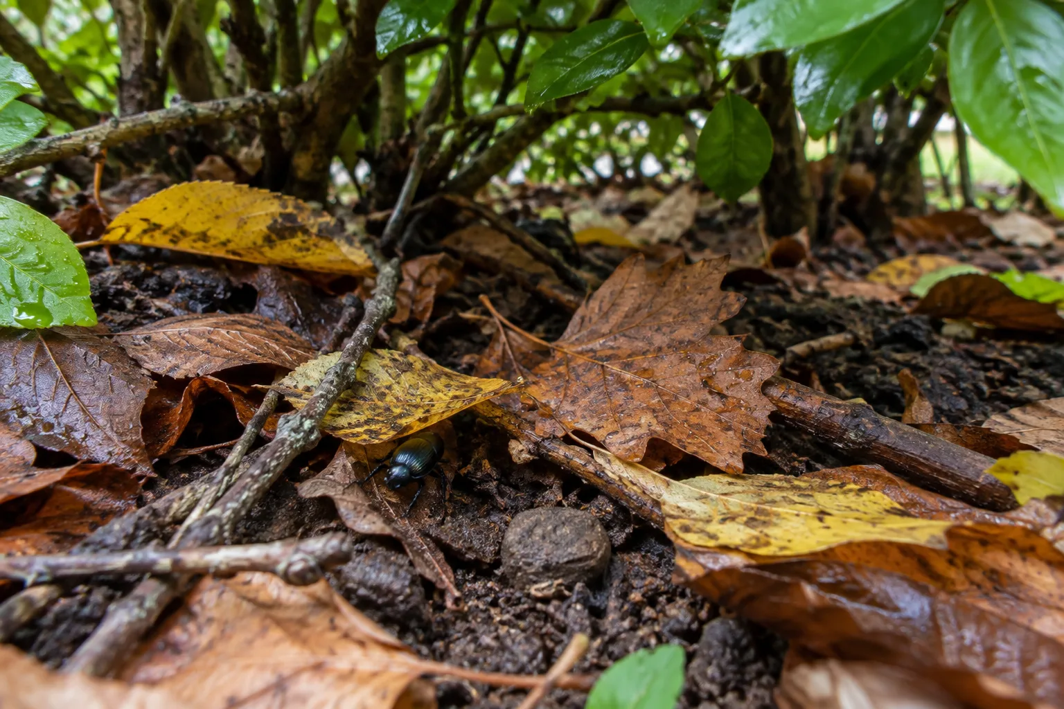 Un petit coléoptère se faufile entre les feuilles mortes au pied d’une haie.