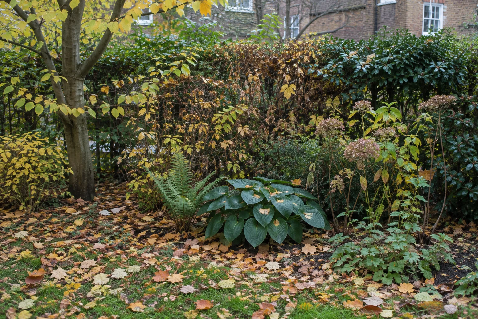 Des feuilles d’automne couvrent le sol au pied d’une haie dans un jardin.
