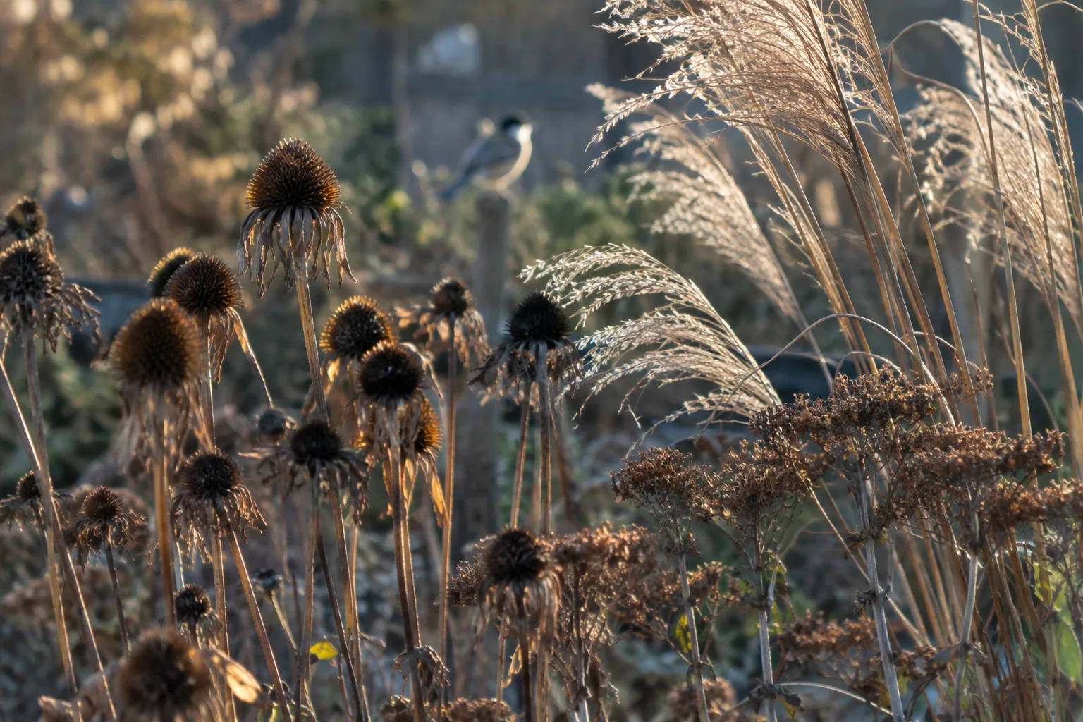 Tiges sèches de vivaces et graminées conservées dans un jardin en hiver.