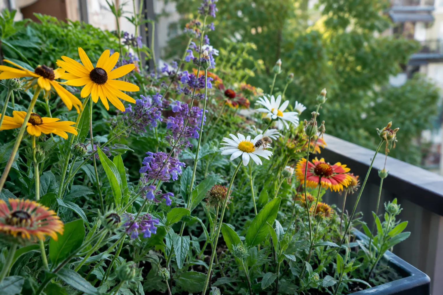 Des fleurs indigènes en pot sur un balcon, visitées par une abeille.