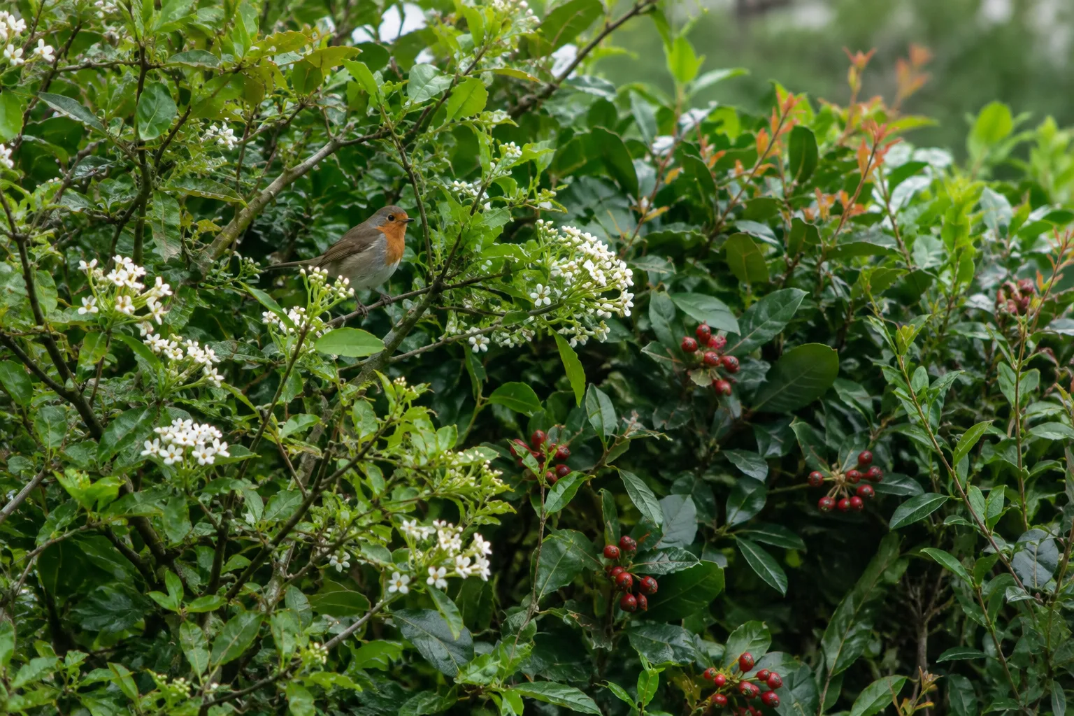 Un petit oiseau posé dans une haie dense mêlant feuillage, fleurs et quelques baies.