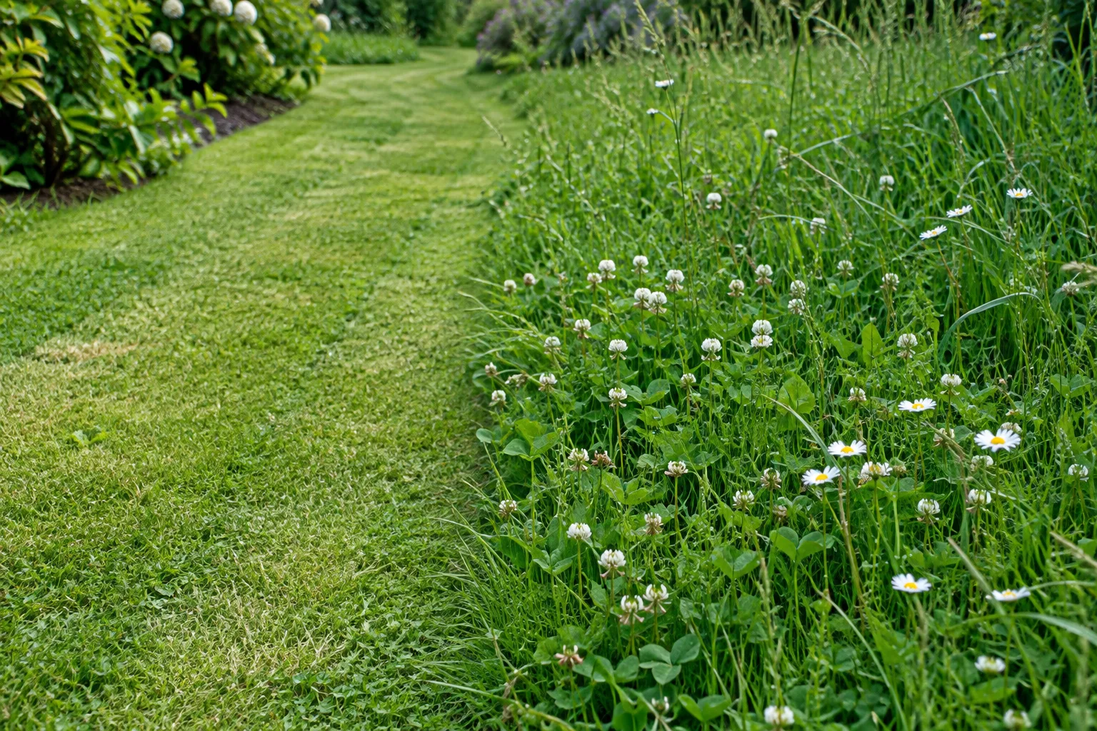 Une allée courte sépare la pelouse d’une bande de trèfle et de pâquerettes laissée en herbe haute.