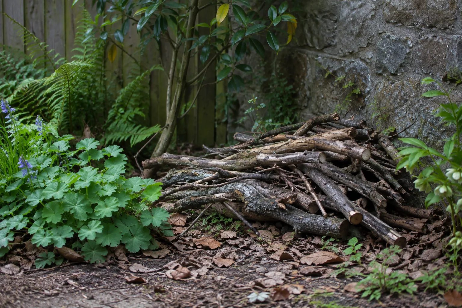 Un petit tas de branches installé dans un coin ombragé d’un jardin, parmi les feuilles mortes et les plantes.